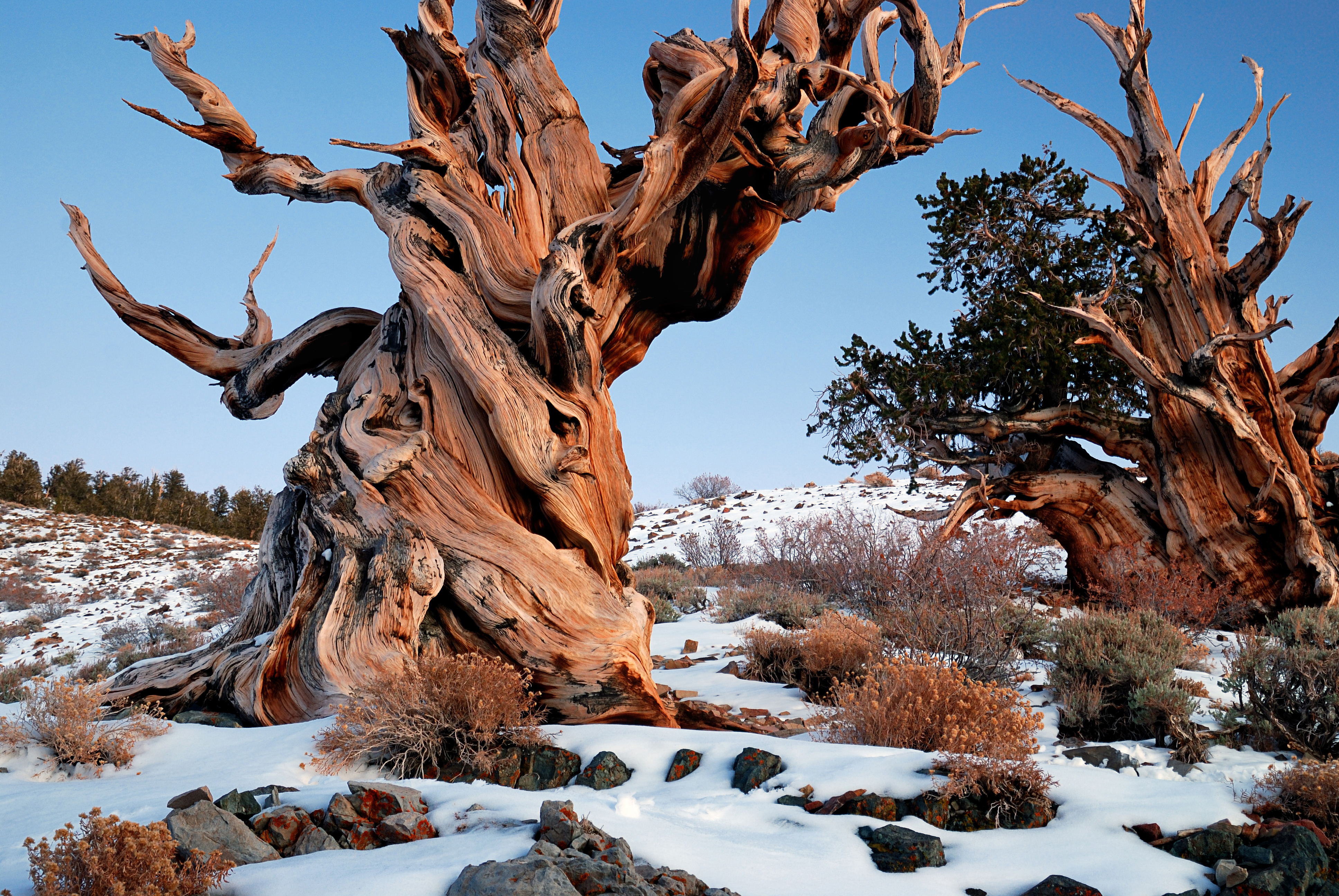wikimedia.org Gnarly_Bristlecone_Pine