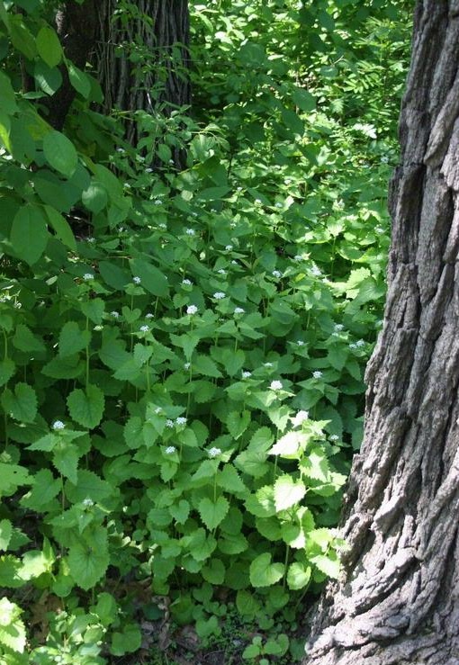 GarlicMustard see credit_-_Photo_-_Flickr_-_USDAgov