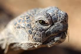 tortoise wikimedia.org images