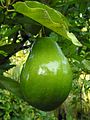 Wikimedia commons 90px-Avacado_on_tree_(closeup)