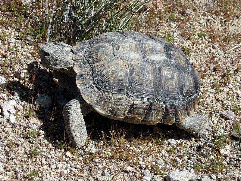 wikimedia.org Wilson44691 DesertTortoise.JPG
