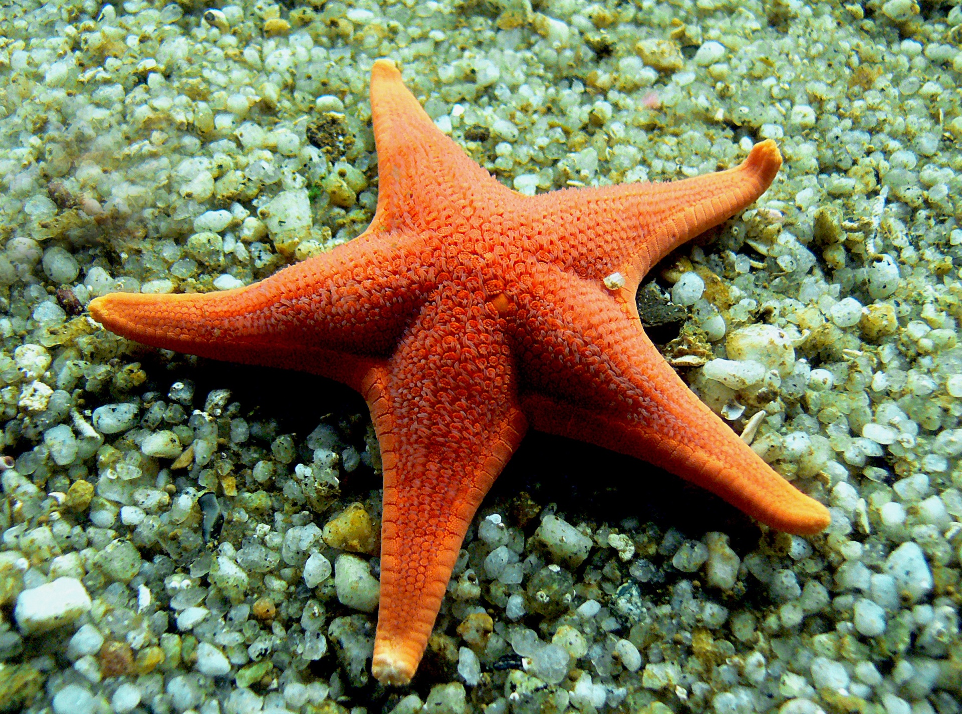 blog starfish Google public domain-1499783627tsB.jpg