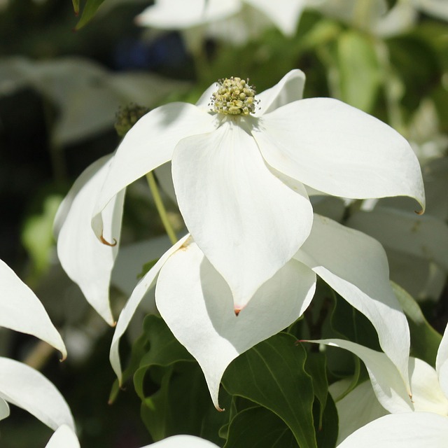 white-dogwood-365291_640
