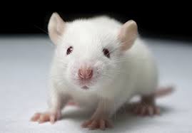 httpsgoo.glimagesyihtnZWhite ratsdownload