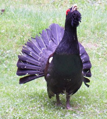 Tetrao_urogallus_front