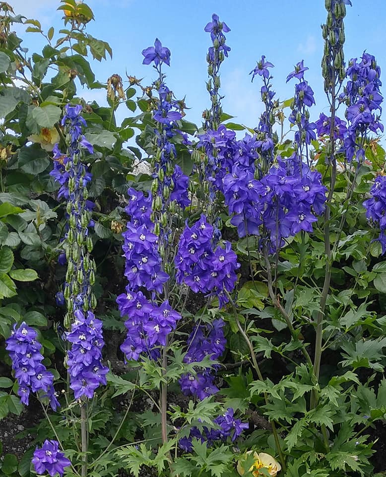 Scotland 11 37534591_10212238571584339_3993478377280372736_n