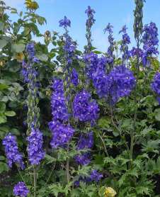 Scotland 11 37534591_10212238571584339_3993478377280372736_n