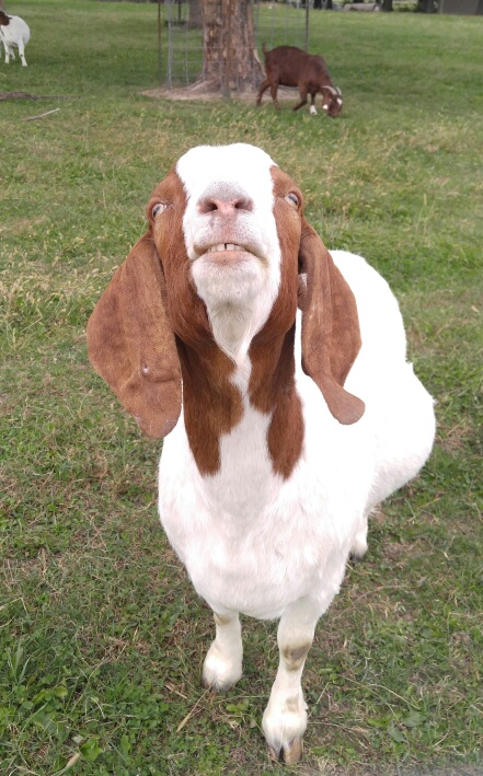 1019181232-1_resized