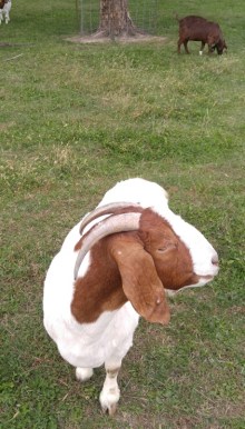 1019181232a-1_resized