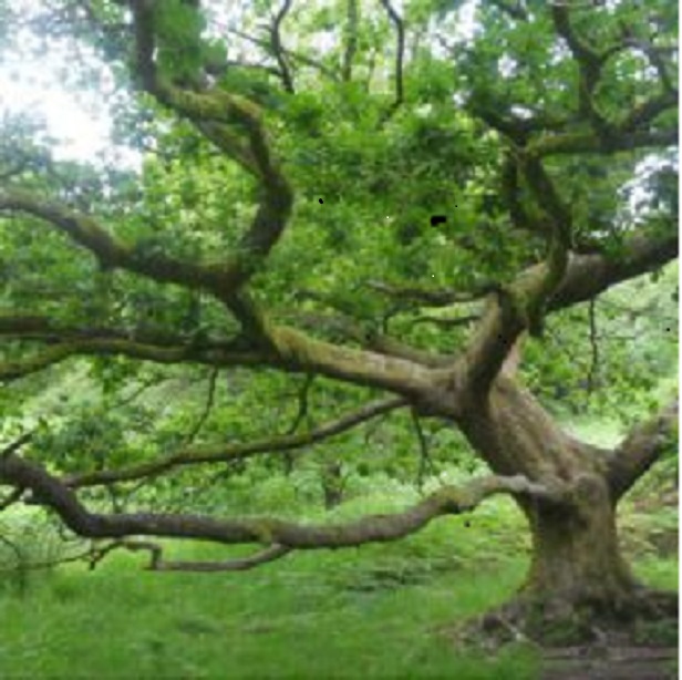 cropped-12115695_10205110889476741_163431521045326700_n