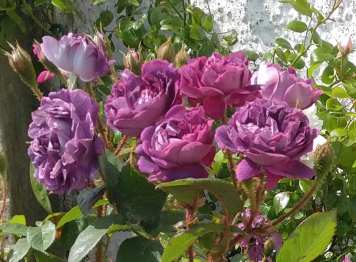 Scotland 12 37217421_10212201409055299_7486753352756232192_n