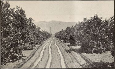 armstrong_nurseries_(1909)_(14784771735)