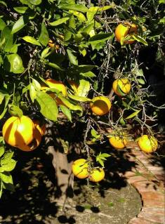 orange tree16142454_10208240366751717_4284977956070090556_n