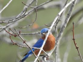 RB blue bird 30713408_10213452036388460_184333558188343296_n