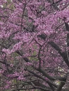 redbud 2 gail20190422_193627