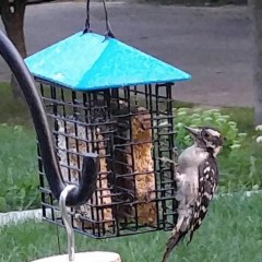 me birds 3 0803182032-1