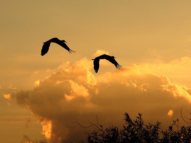 800px-Sand_Hill_Cranes_over_Lake_Pasadena_(FL)_(22909763321)